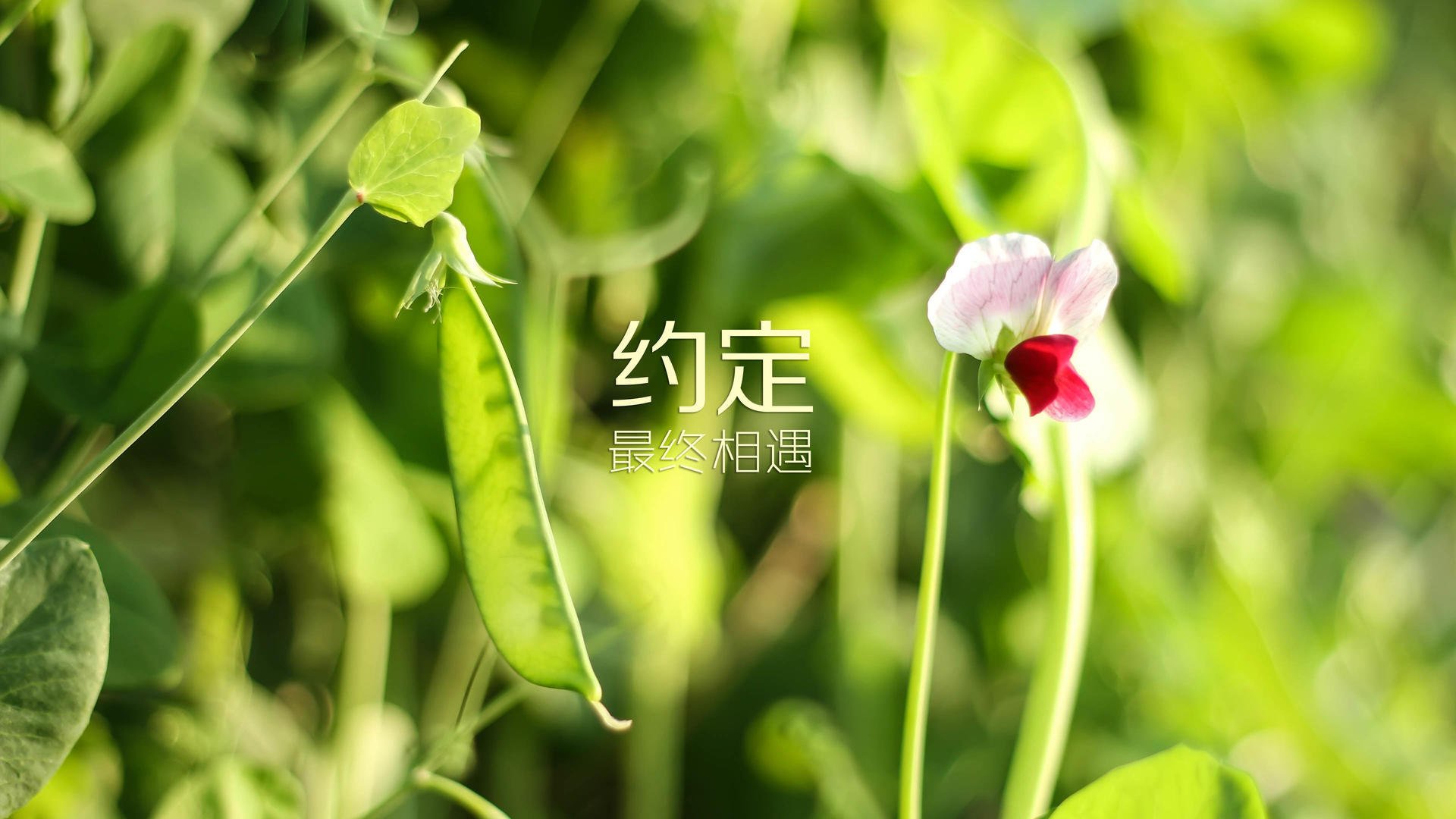 开云平台-《电竞游戏中的“隐藏内容”：探索幕后奥秘》，电竞幕后干什么的
