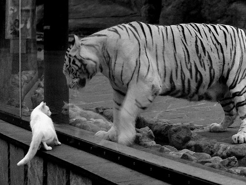 意甲球队利用机器学习预测对手进攻战术变化,意甲预测分析cman02。in