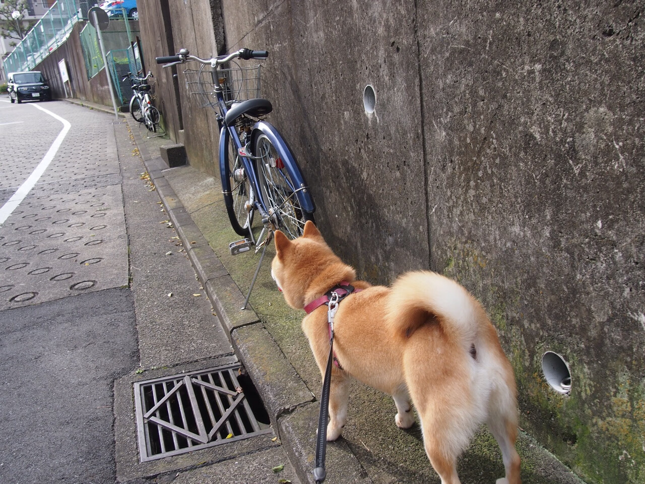 KAIYUN 中国大陆-法甲球队融合GPS+心率数据提升战术区域覆盖度