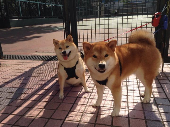 中国女篮新援融入迅速 球队战斗力增强，中国女篮阵容