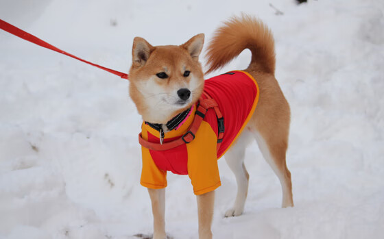 开云网页版登录入口-世界杯最后一刻：绝平扳平的奇迹时刻，世界杯最后一刻_绝平扳平的奇迹时刻在线观看