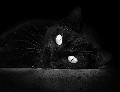 仰泳赛场奥地利选手稳步推进,仰泳奥运会比赛