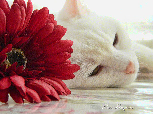 塔特的表现不断突破自我，成为袋鼠队的领导核心