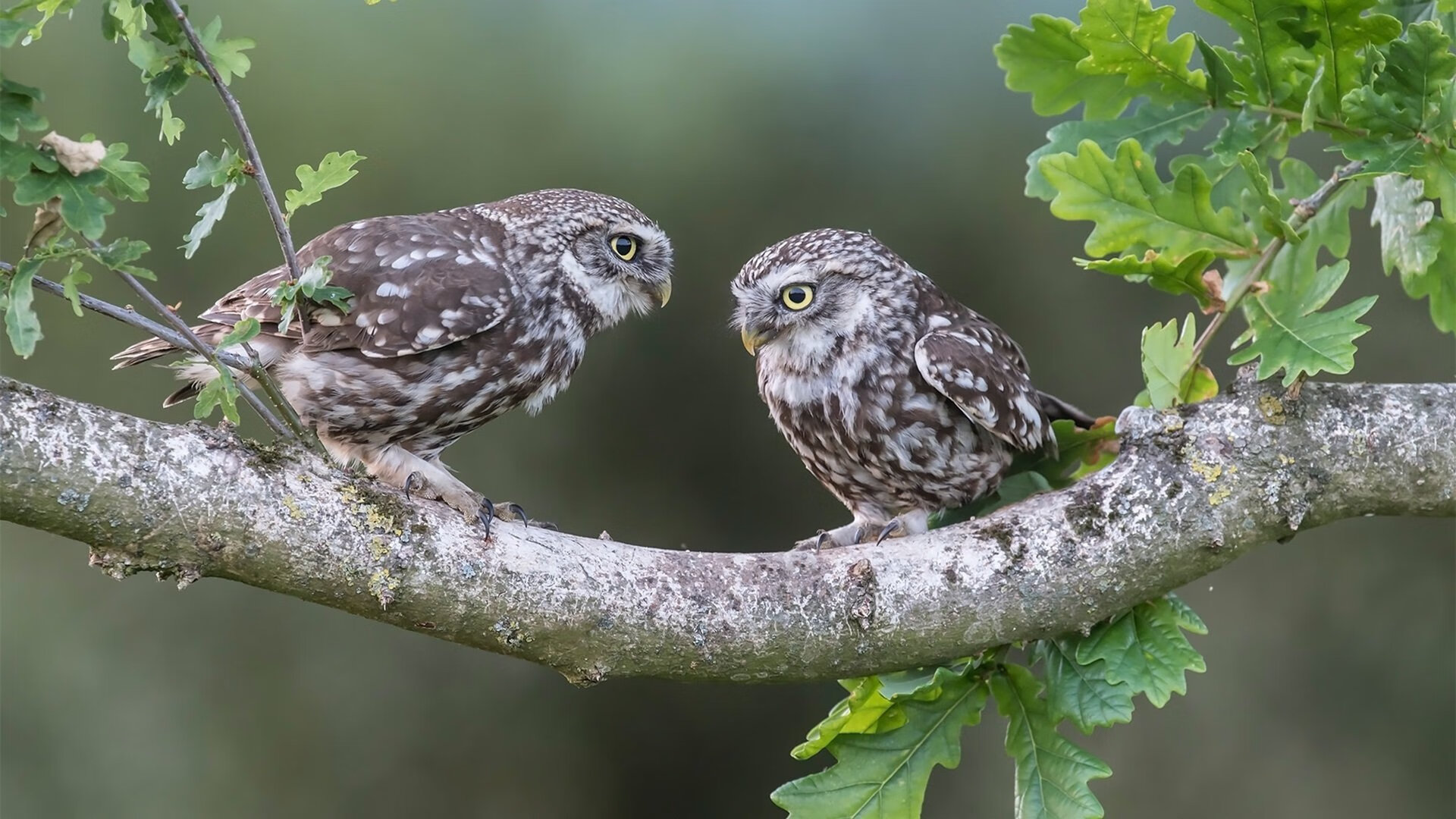 威少强调比赛专注是决定胜负关键，威少的技术