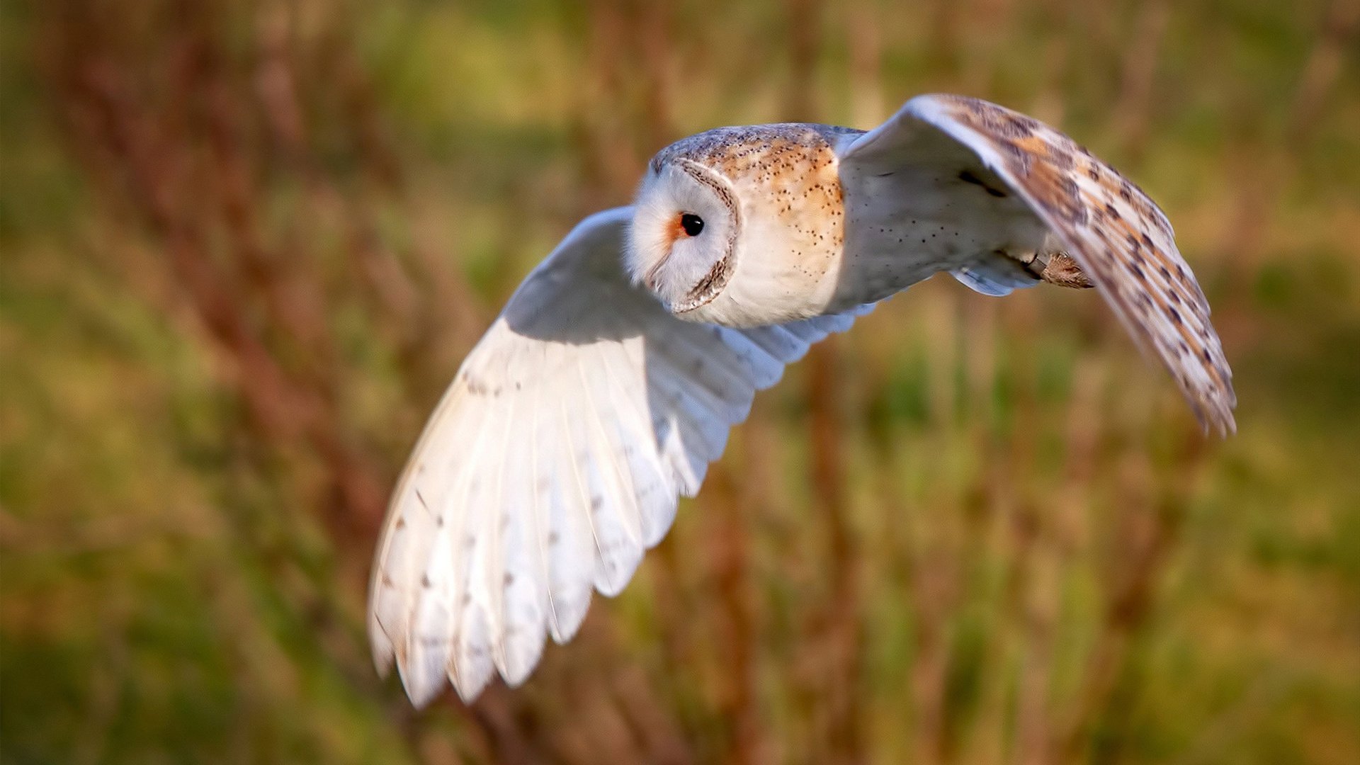 泰国女篮在亚洲锦标赛中出色发挥，冲击奖牌